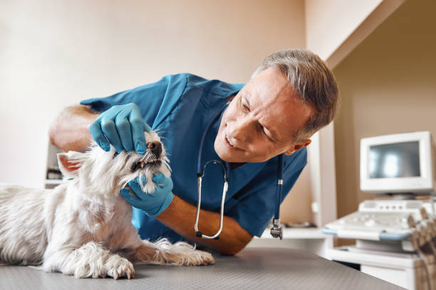 Best Weekend Emergency Dentist in Downingtown, PA